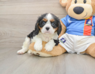 5 week old Cavalier King Charles Spaniel Puppy For Sale - Simply Southern Pups