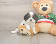 5 week old Cavalier King Charles Spaniel Puppy For Sale - Simply Southern Pups