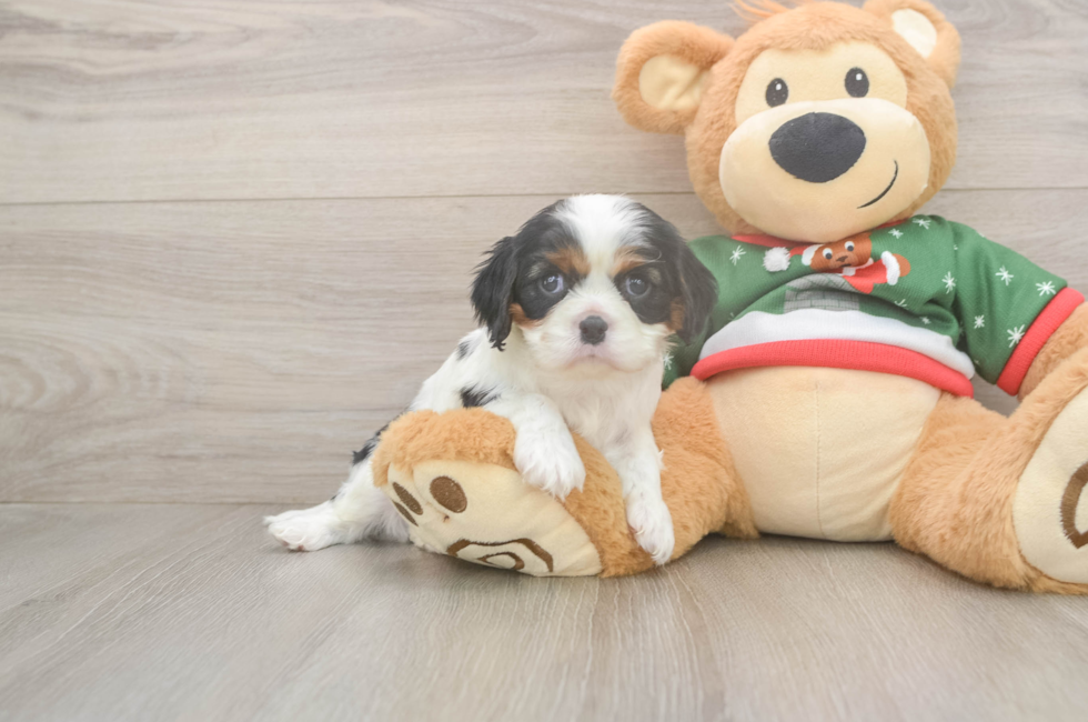 5 week old Cavalier King Charles Spaniel Puppy For Sale - Simply Southern Pups