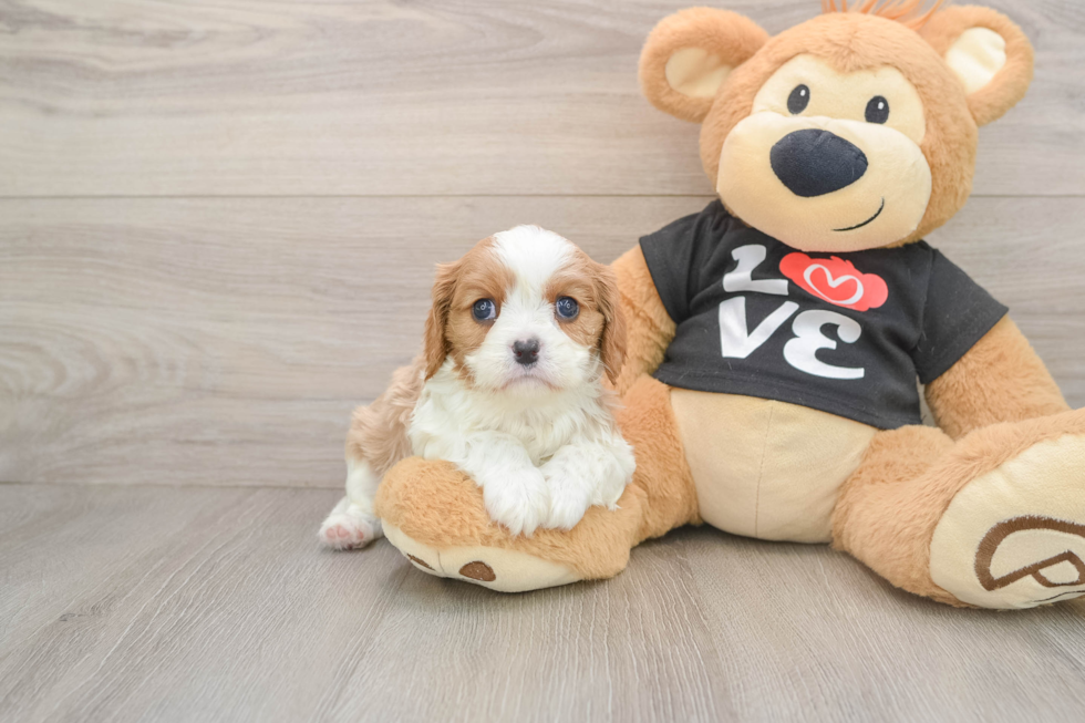 Cute Cavalier Purebred Puppy
