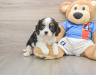 5 week old Cavalier King Charles Spaniel Puppy For Sale - Simply Southern Pups