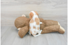 Cavalier King Charles Spaniel Pup Being Cute