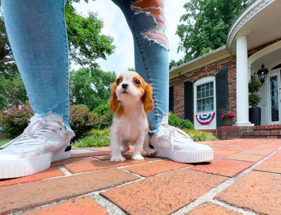 Alfred is an Adorable Male Cavalier King Charles Spaniel Puppy for sale in  Braintree
