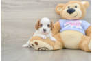 Best Cavalier King Charles Spaniel Baby