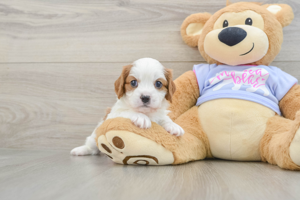 Best Cavalier King Charles Spaniel Baby