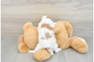 Cavalier King Charles Spaniel Pup Being Cute