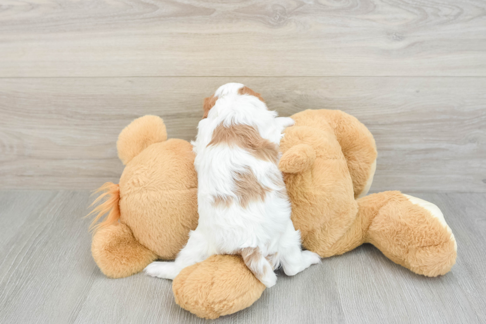 Cavalier King Charles Spaniel Pup Being Cute