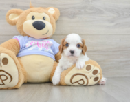 6 week old Cavalier King Charles Spaniel Puppy For Sale - Simply Southern Pups