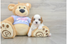 Adorable Cavalier Purebred Puppy