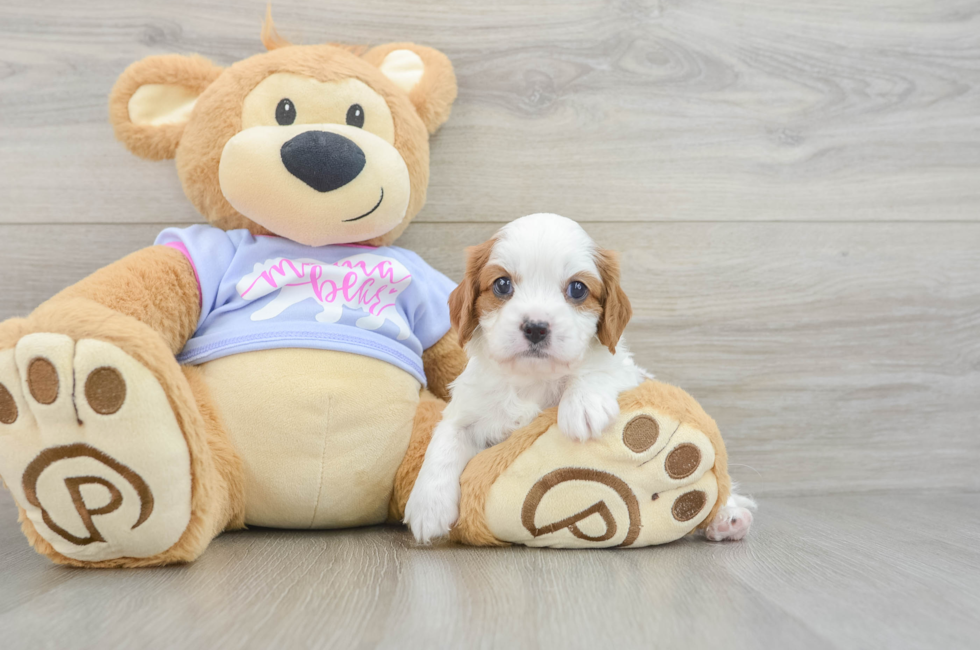 5 week old Cavalier King Charles Spaniel Puppy For Sale - Simply Southern Pups