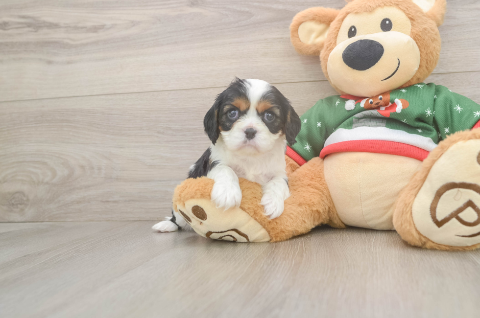 9 week old Cavalier King Charles Spaniel Puppy For Sale - Simply Southern Pups