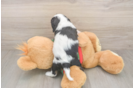 Little Cavalier King Charles Spaniel Purebred Pup