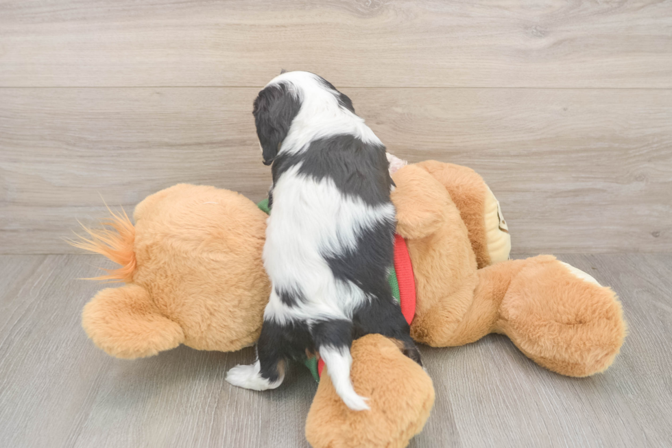 Little Cavalier King Charles Spaniel Purebred Pup