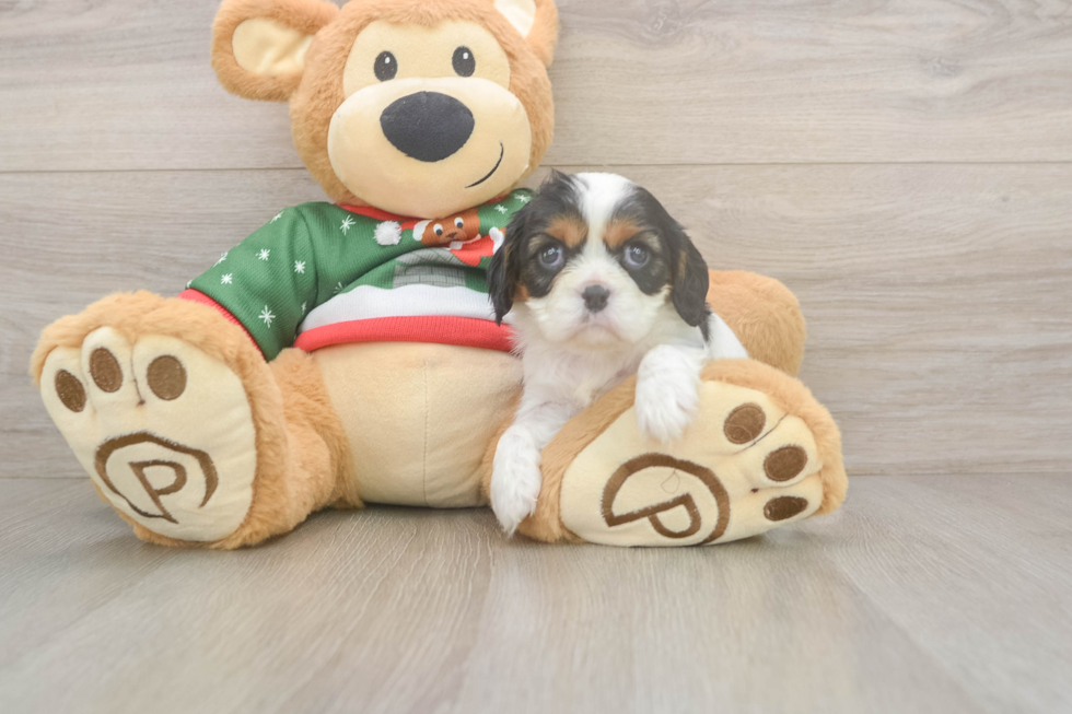 Cavalier King Charles Spaniel Puppy for Adoption
