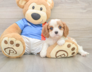 6 week old Cavalier King Charles Spaniel Puppy For Sale - Simply Southern Pups
