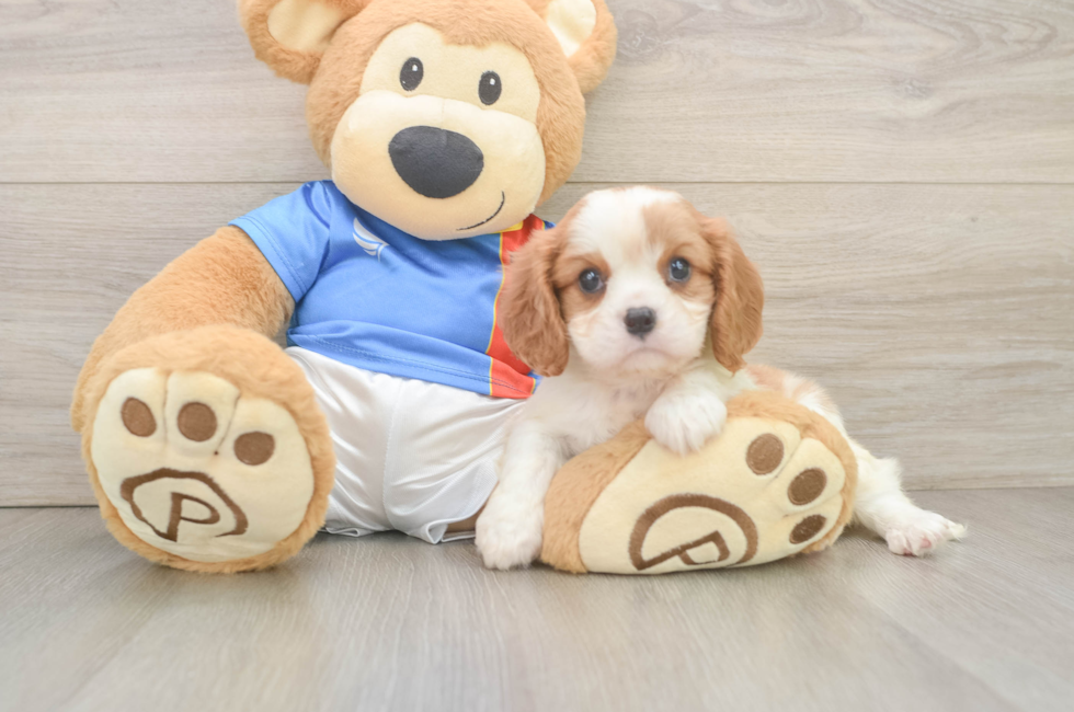 6 week old Cavalier King Charles Spaniel Puppy For Sale - Simply Southern Pups