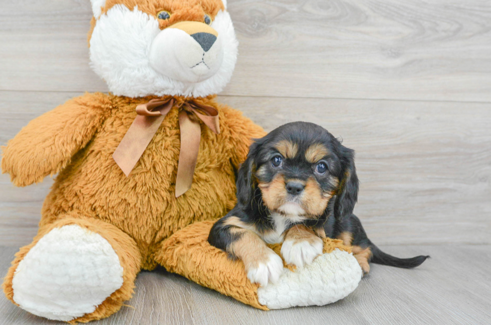 7 week old Cavalier King Charles Spaniel Puppy For Sale - Simply Southern Pups