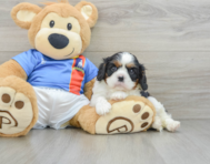 6 week old Cavalier King Charles Spaniel Puppy For Sale - Simply Southern Pups