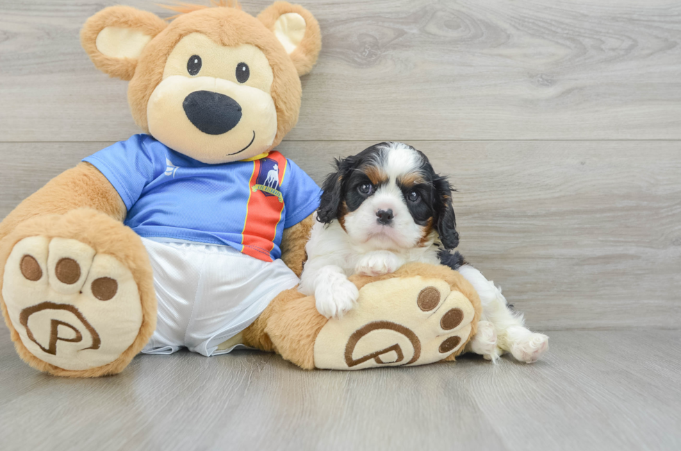 6 week old Cavalier King Charles Spaniel Puppy For Sale - Simply Southern Pups