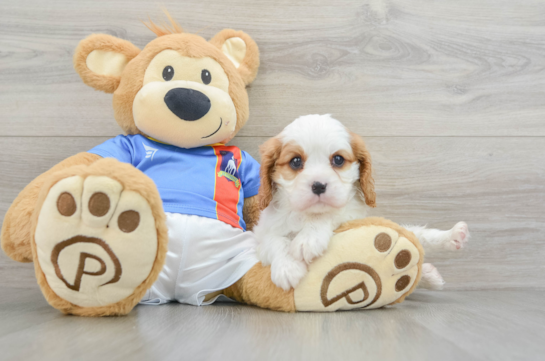 Playful Cavalier King Charles Spaniel Baby