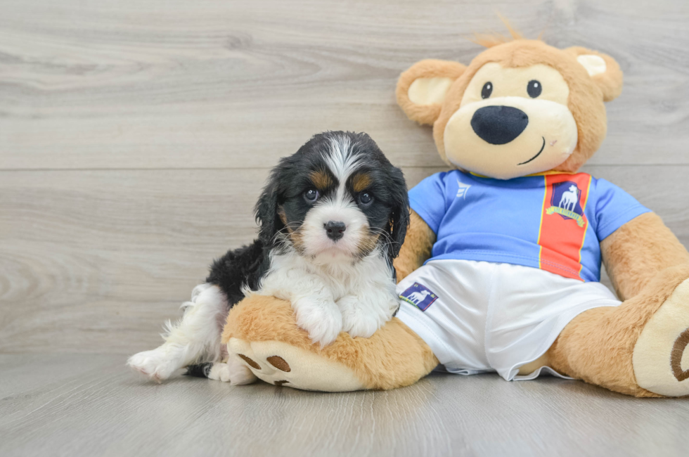 6 week old Cavalier King Charles Spaniel Puppy For Sale - Simply Southern Pups