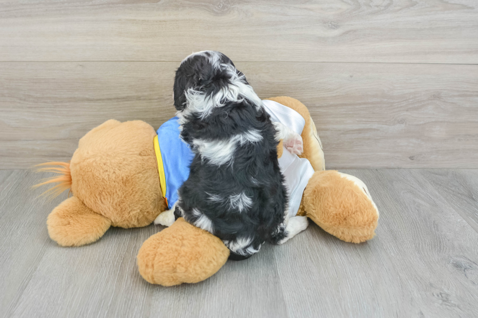 Cavalier King Charles Spaniel Pup Being Cute