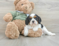 7 week old Cavalier King Charles Spaniel Puppy For Sale - Simply Southern Pups