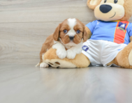 5 week old Cavalier King Charles Spaniel Puppy For Sale - Simply Southern Pups