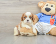 5 week old Cavalier King Charles Spaniel Puppy For Sale - Simply Southern Pups