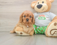 6 week old Cavalier King Charles Spaniel Puppy For Sale - Simply Southern Pups