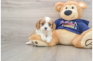 Best Cavalier King Charles Spaniel Baby