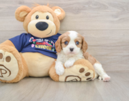 5 week old Cavalier King Charles Spaniel Puppy For Sale - Simply Southern Pups