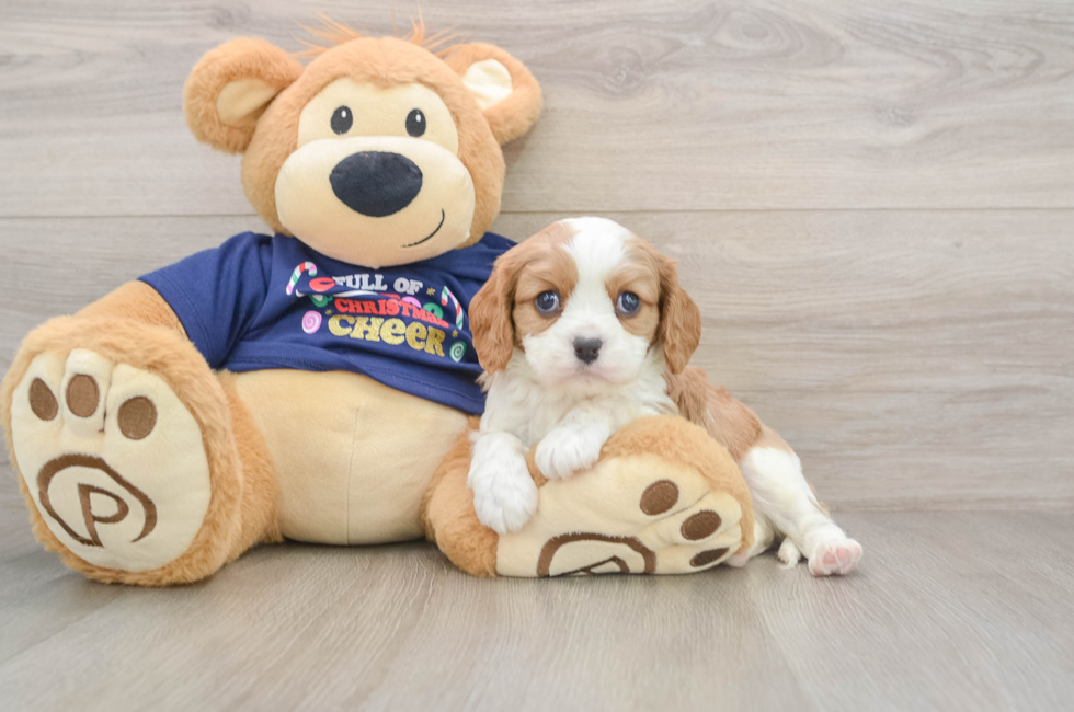 5 week old Cavalier King Charles Spaniel Puppy For Sale - Simply Southern Pups