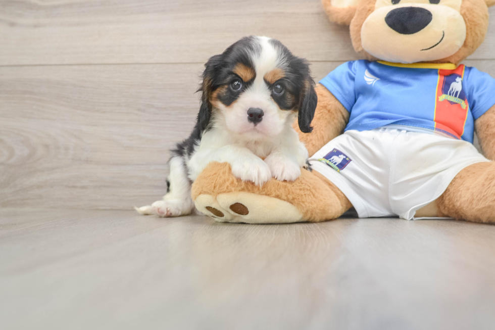Popular Cavalier King Charles Spaniel Purebred Pup