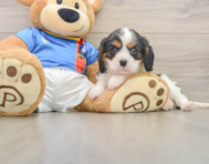 5 week old Cavalier King Charles Spaniel Puppy For Sale - Simply Southern Pups
