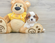 6 week old Cavalier King Charles Spaniel Puppy For Sale - Simply Southern Pups