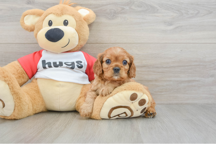 Small Cavalier King Charles Spaniel Purebred Pup