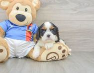 5 week old Cavalier King Charles Spaniel Puppy For Sale - Simply Southern Pups