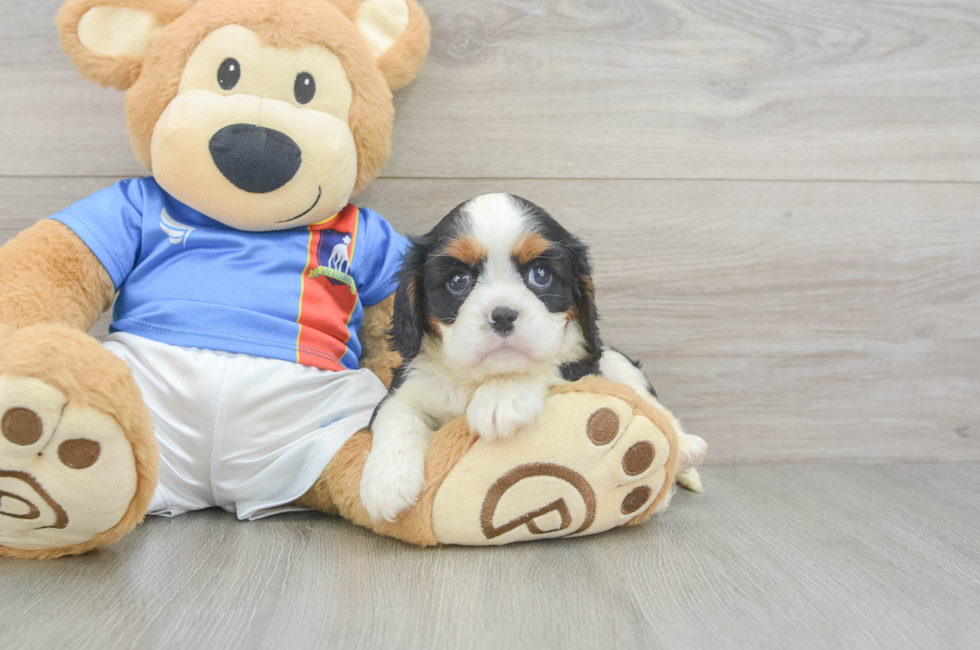 7 week old Cavalier King Charles Spaniel Puppy For Sale - Simply Southern Pups