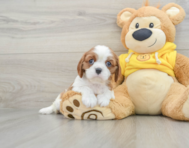 6 week old Cavalier King Charles Spaniel Puppy For Sale - Simply Southern Pups