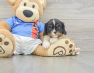 5 week old Cavalier King Charles Spaniel Puppy For Sale - Simply Southern Pups