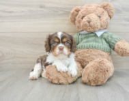 7 week old Cavalier King Charles Spaniel Puppy For Sale - Simply Southern Pups