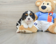 5 week old Cavalier King Charles Spaniel Puppy For Sale - Simply Southern Pups