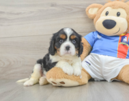 5 week old Cavalier King Charles Spaniel Puppy For Sale - Simply Southern Pups
