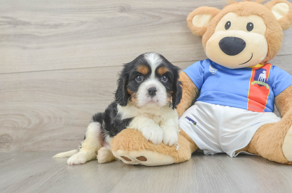 7 week old Cavalier King Charles Spaniel Puppy For Sale - Simply Southern Pups
