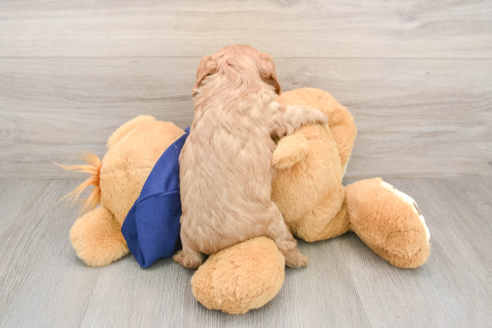 Little Cavalier King Charles Spaniel Purebred Pup