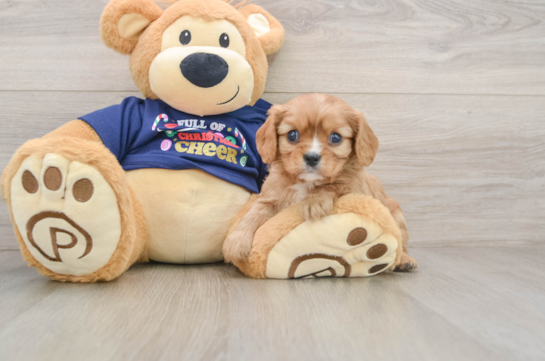 Akc Registered Cavalier King Charles Spaniel Baby