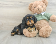 7 week old Cavalier King Charles Spaniel Puppy For Sale - Simply Southern Pups