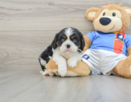 5 week old Cavalier King Charles Spaniel Puppy For Sale - Simply Southern Pups