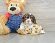 7 week old Cavalier King Charles Spaniel Puppy For Sale - Simply Southern Pups